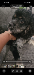 Lost Female Dog last seen White road, Byron, GA 31008