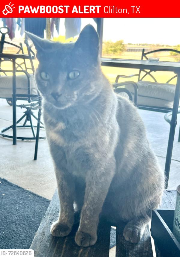 Lost Female Cat last seen Solar Farm on FM 708, Clifton Tx 76634, Clifton, TX 76634