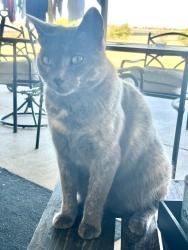 Lost Female Cat last seen Solar Farm on FM 708, Clifton Tx 76634, Clifton, TX 76634