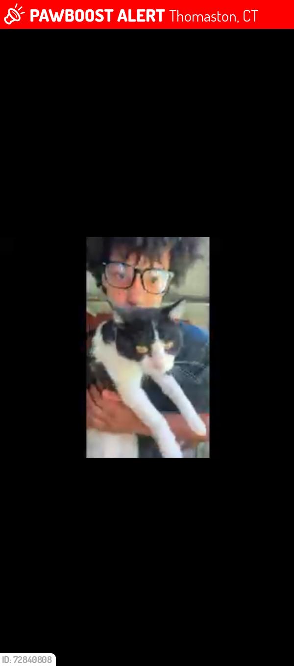 Lost Male Cat last seen Laurel Dr, Thomaston, CT 06787