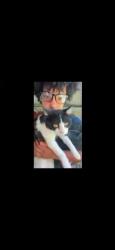 Lost Male Cat last seen Laurel Dr, Thomaston, CT 06787