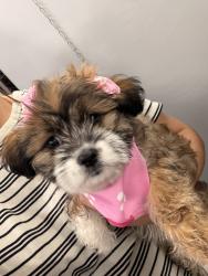 Reunited Female Dog last seen North Bentwood and storey ave, Midland, TX 79703
