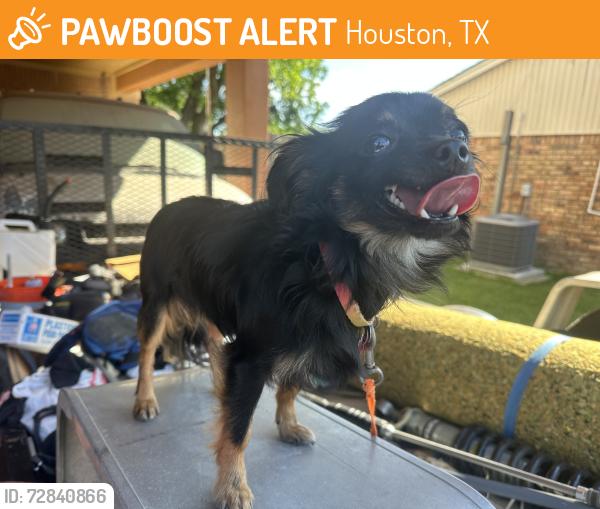 Found/Stray Male Dog last seen Tolman/Theta, Houston, TX 77034