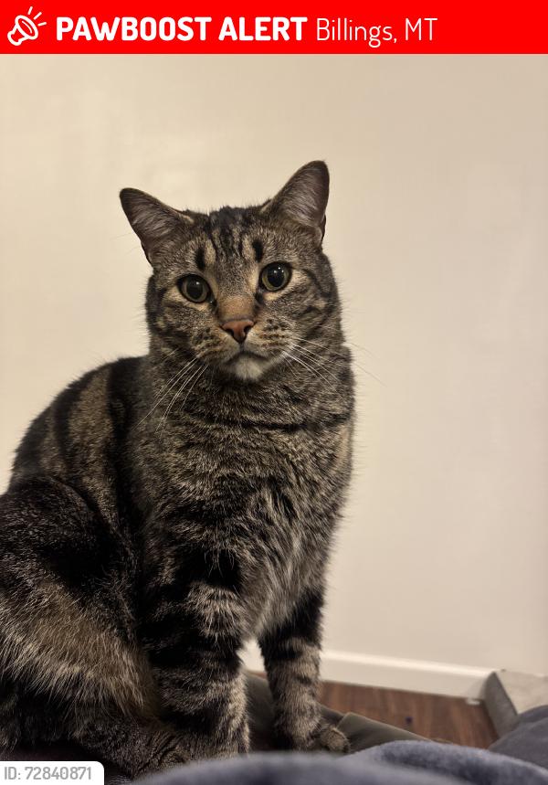 Lost Male Cat last seen Happy Home Apts, Billings, MT 59106
