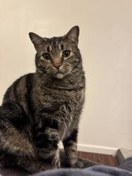 Lost Male Cat last seen Happy Home Apts, Billings, MT 59106
