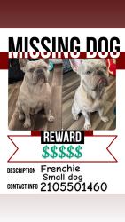 Lost Male Dog last seen Fairlawn and devon, San Antonio, TX 78223