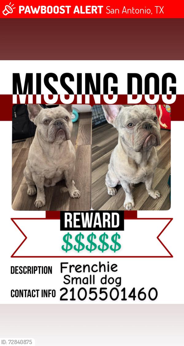 Lost Male Dog last seen Fairlawn and devon, San Antonio, TX 78223