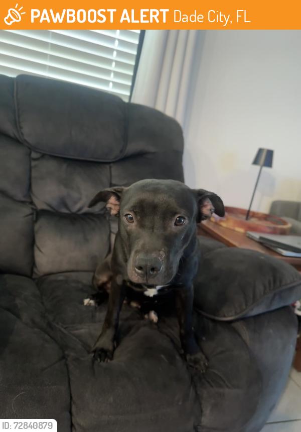 Found/Stray Female Dog last seen Jim Browne Jeep Dodge Ram, Dade City, FL 33525