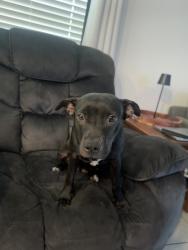 Found/Stray Female Dog last seen Jim Browne Jeep Dodge Ram, Dade City, FL 33525