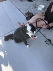 Found/Stray Male Dog last seen Goetz and fieldstone, Perris, CA 92570