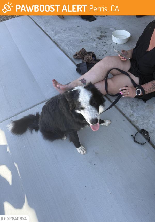 Found/Stray Male Dog last seen Goetz and fieldstone, Perris, CA 92570