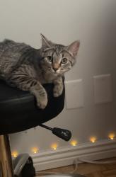 Lost Female Bird last seen Near , Herriman, UT 84096