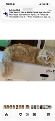 Lost Male Cat last seen Near Glencove Lane Terrytown, Gretna 70056, Terrytown, LA 70056