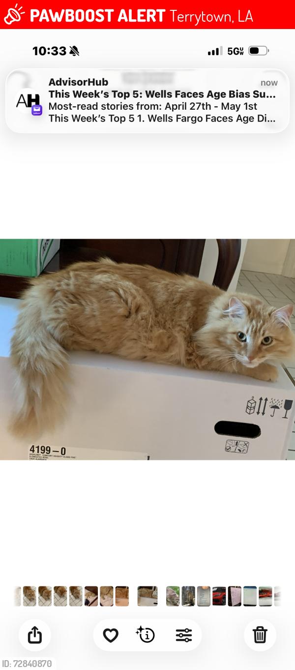 Lost Male Cat last seen Near Glencove Lane Terrytown, Gretna 70056, Terrytown, LA 70056