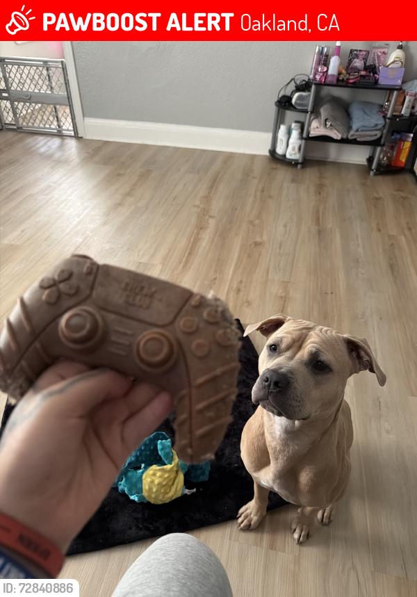 Lost Female Dog last seen Havenscourt blvd , bancroft ave, Oakland, CA 94605