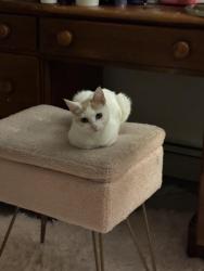 Reunited Female Cat last seen Treadwell Rd, General Miller Rd, Murphy , Peterborough, NH 03458