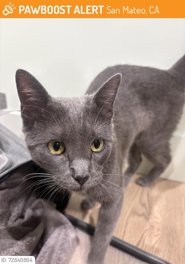 Found/Stray Female Cat last seen Amherst Avenue , San Mateo, CA 94401