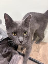 Found/Stray Female Cat last seen Amherst Avenue , San Mateo, CA 94401