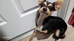 Found/Stray Female Dog last seen Park at Colorado and Hampton., Denver, CO 80222
