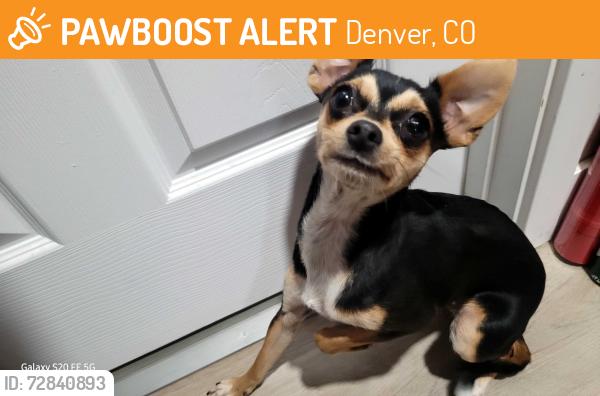 Found/Stray Female Dog last seen Park at Colorado and Hampton., Denver, CO 80222