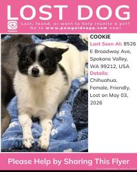 Lost Female Dog last seen Broadway and Marguerite, Spokane Valley, WA 99212