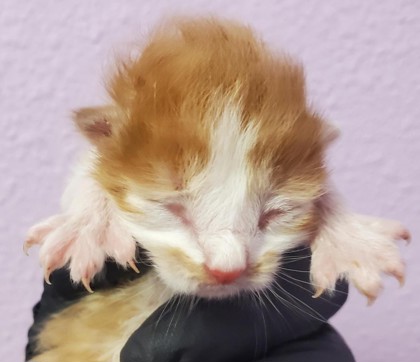 Shelter Stray Male Cat last seen El Paso, TX 79915, Fort Bliss, TX 79906