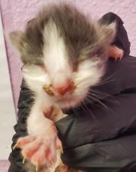 Shelter Stray Male Cat last seen El Paso, TX 79915, Fort Bliss, TX 79906