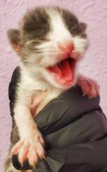 Shelter Stray Male Cat last seen El Paso, TX 79915, Fort Bliss, TX 79906