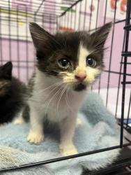 Shelter Stray Female Cat last seen Near Dyer St, CITY of El Paso, TX, Fort Bliss, TX 79906