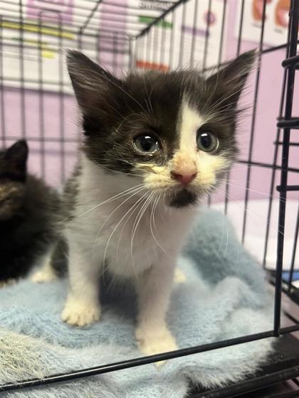 Shelter Stray Female Cat last seen Near Dyer St, CITY of El Paso, TX, Fort Bliss, TX 79906