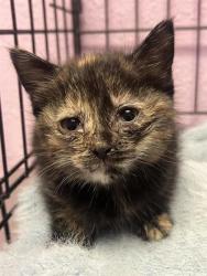 Shelter Stray Female Cat last seen Near Dyer St, CITY of El Paso, TX, Fort Bliss, TX 79906