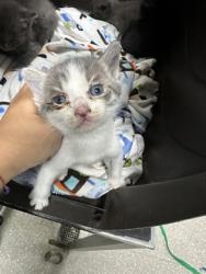 Shelter Stray Male Cat last seen , CA , Oakland, CA 94601