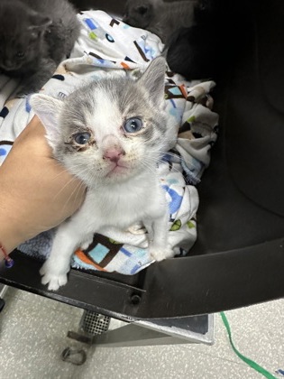 Shelter Stray Male Cat last seen , CA , Oakland, CA 94601
