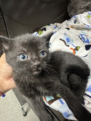 Shelter Stray Female Cat last seen , CA , Oakland, CA 94601
