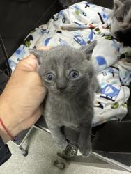 Shelter Stray Female Cat last seen , CA , Oakland, CA 94601