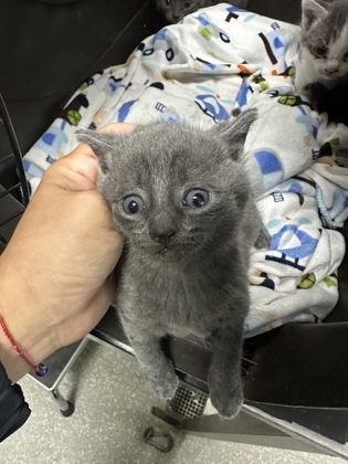 Shelter Stray Female Cat last seen , CA , Oakland, CA 94601