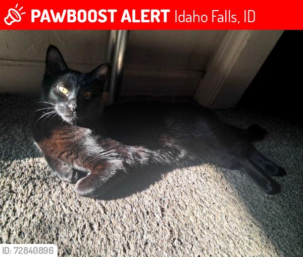 Lost Female Cat last seen Elm and Water, Idaho Falls, ID 83402