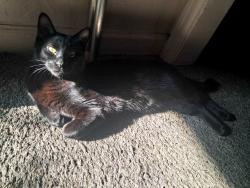 Lost Female Cat last seen Elm and Water, Idaho Falls, ID 83402