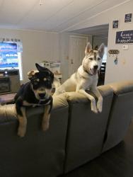 Lost Male Dog last seen Thompson rd, fountain inn, Laurens County, SC 29644
