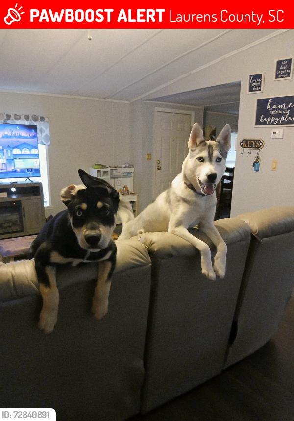 Lost Male Dog last seen Thompson rd, fountain inn, Laurens County, SC 29644