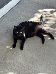 Found/Stray Female Cat last seen Maritime dr, Bremerton, WA 98312
