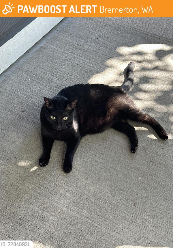 Found/Stray Female Cat last seen Maritime dr, Bremerton, WA 98312