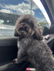 Found/Stray Male Dog last seen Dale mabry and ehrlich/ bears ave, Greater Northdale, FL 33618