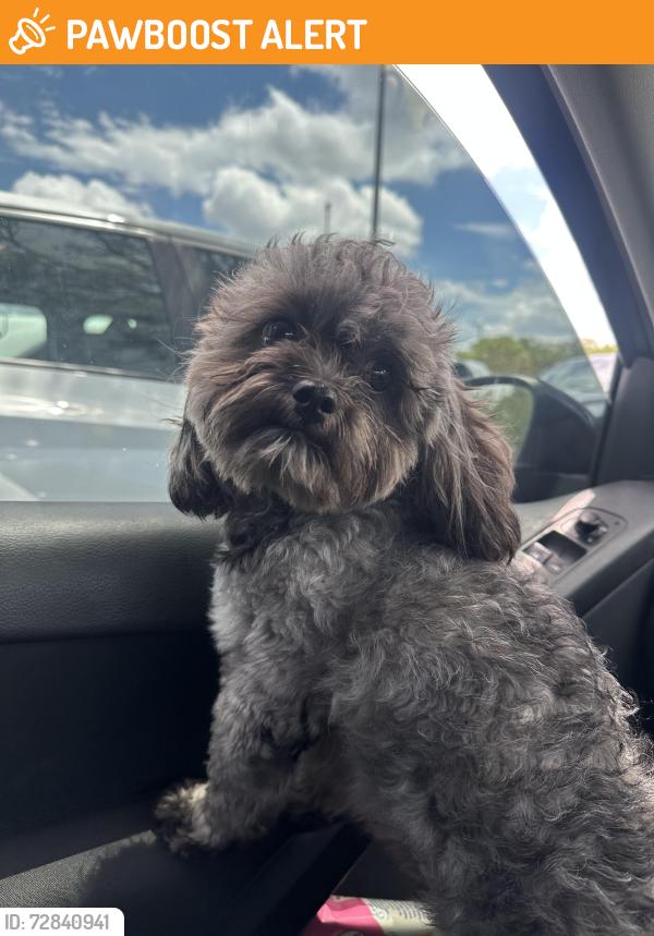 Found/Stray Male Dog last seen Dale mabry and ehrlich/ bears ave, Greater Northdale, FL 33618