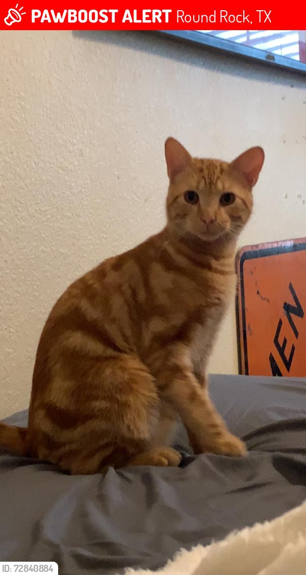 Lost Male Cat last seen Clary sage loop, Round Rock, TX 78665
