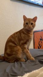 Lost Male Cat last seen Clary sage loop, Round Rock, TX 78665