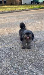 Lost Female Dog last seen In my yard, Spring, TX 77373