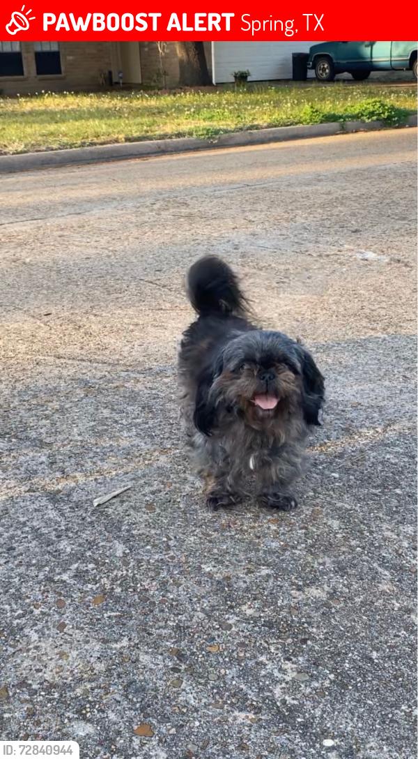 Lost Female Dog last seen In my yard, Spring, TX 77373