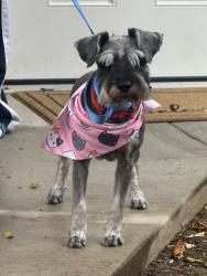 Found/Stray Female Dog last seen Hubbard and Eldridge , Los Angeles, CA 91342