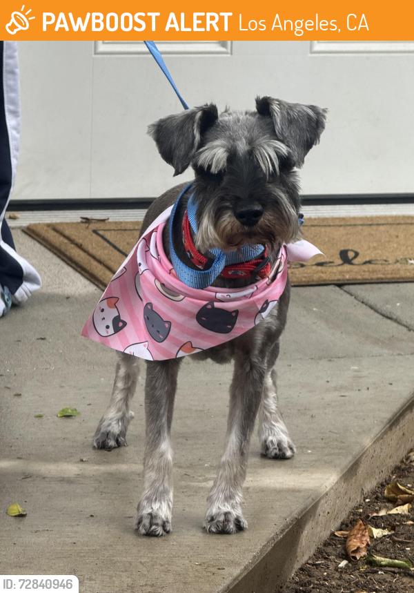 Found/Stray Female Dog last seen Hubbard and Eldridge , Los Angeles, CA 91342
